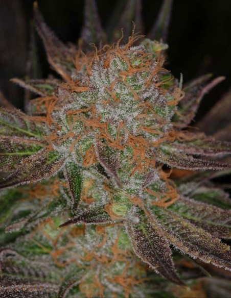 Semi Qrazy Train Regular (SubCool's The Dank) 🌿 Bilanciata