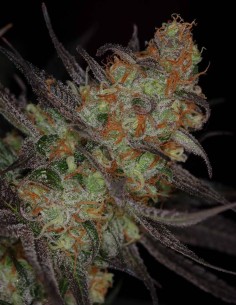 Semi di Querkle Regular (SubCool's The Dank) 🍇 Sapore intenso