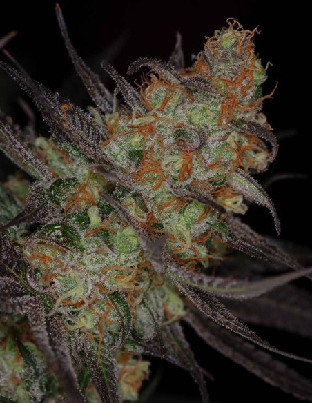 Semi di Querkle Regular (SubCool's The Dank) 🍇 Sapore intenso