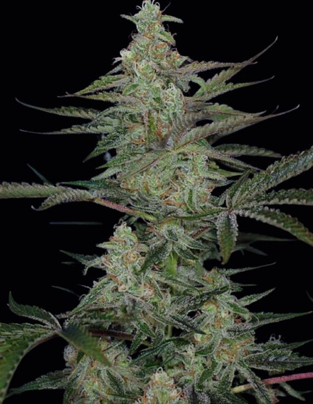 Semi di Third Dimension Regular (SubCool's The Dank) 🌴 Tropicale