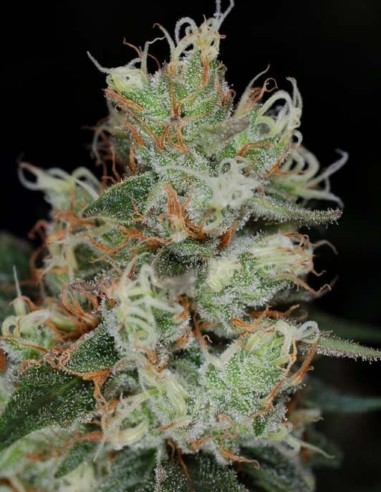 Vortex Regular Samen (SubCool's The Dank) ⚡ Sativa-Energie