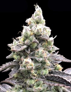 Semi Acai Mintz Auto (Advanced Seeds) 🍒 Dolce Potenza