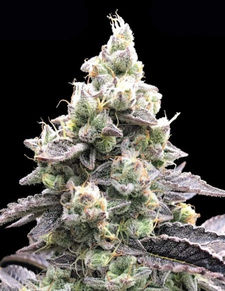 Graines Acai Mintz Auto (Advanced Seeds) 🍒 Douceur et Puissance