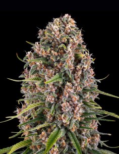 Semillas Blue Cheese (Barneys Farm Seeds) 🧀 Dulce e Intensa