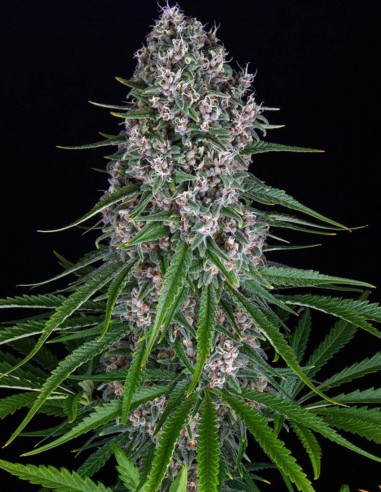 Semillas Blue Cheese (Barneys Farm Seeds) 🧀 Dulce e Intensa
