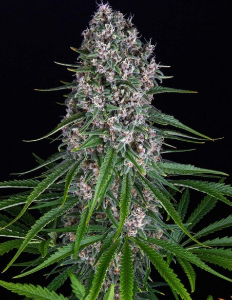 Semillas Blue Cheese (Barneys Farm Seeds) 🧀 Dulce e Intensa