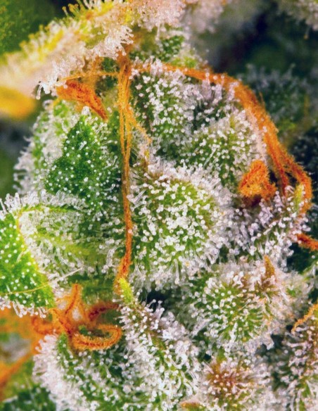 Semillas Blue Cheese (Barneys Farm Seeds) 🧀 Dulce e Intensa