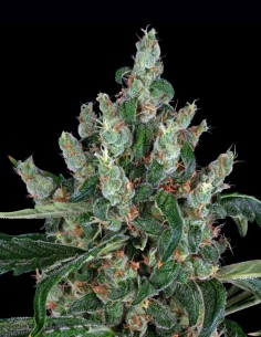 Semillas Laughing Buddha (Barneys Farm) ✨ Subidón Creativo
