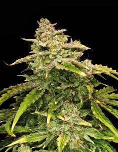 Semillas Gorilla Glue (Black Skull Seeds) 🦍 Alto THC