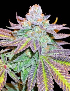 Semillas Zkittlez (Black Skull Seeds) 🌿 Alta Producción