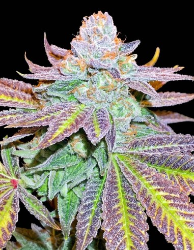 Semillas Zkittlez (Black Skull Seeds) 🌿 Alta Producción