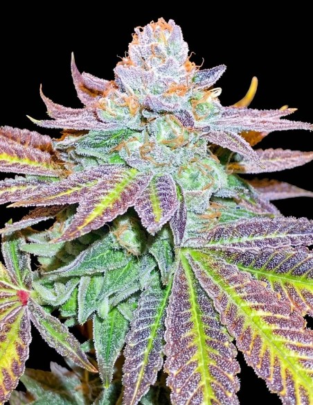 Semillas Zkittlez (Black Skull Seeds) 🌿 Alta Producción
