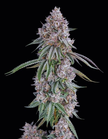 Lemon Chain Seeds (Compound Genetics) 🍋 Loud Citrus