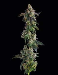 Wokstar Samen (Compound Genetics) 🔥 Gas-Power & Hohe Erträge