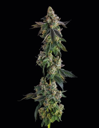 Wokstar Seeds (Compound Genetics) 🔥 Gas Power Yield