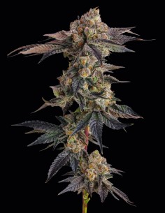 Pamellowz Seeds (Compound Genetics) 🌴 Tropical Power