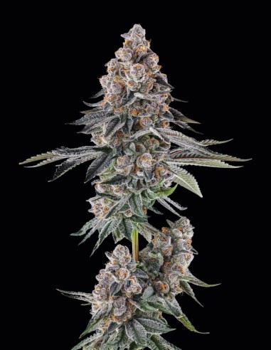 Semillas Mailbox Money (Compound Genetics) 🍒 Sabor Intenso
