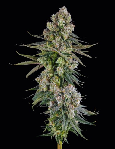Glue Lotus Seeds (Compound Genetics) 🍒 Loud Flavor Hit