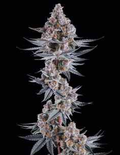 Semi Eye of JAH (Compound Genetics) 🌿 Alta Resa