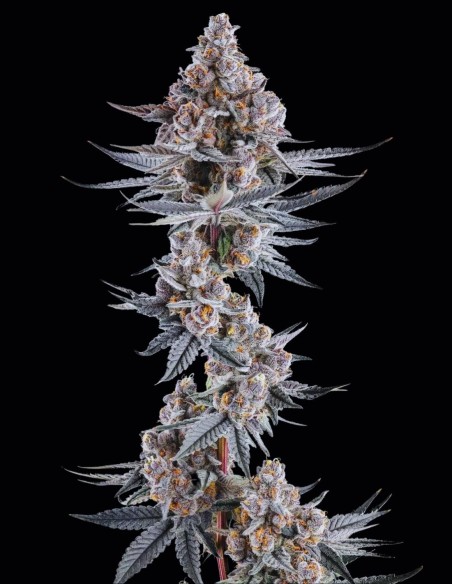 Eye of JAH Seeds (Compound Genetics) 🌿 High Yield