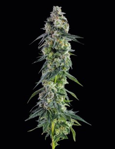 Afters Samen (Compound Genetics) 🌿 Harzreich