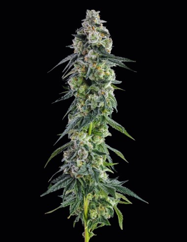 Semi Afters (Compound Genetics) 🌿 Ricchi di Resina
