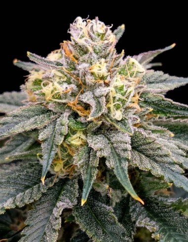 BananZi Seeds (Karma Genetics) 🍌 Creamy Banana Flavor