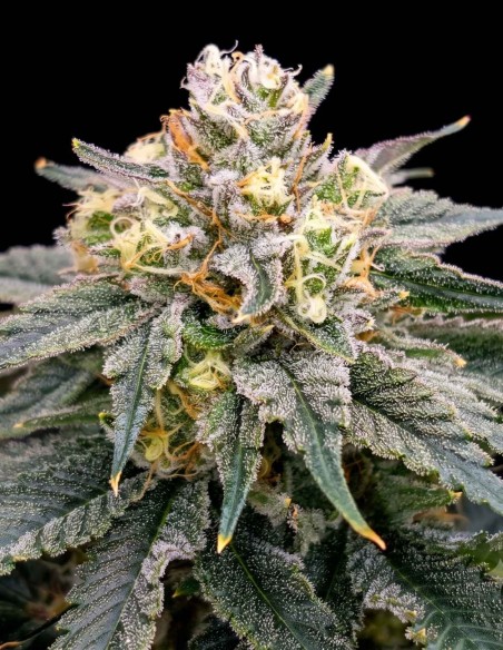 BananZi Seeds (Karma Genetics) 🍌 Creamy Banana Flavor