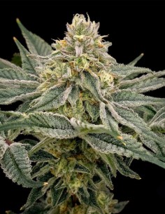 LemonZi Regular Samen (Karma Genetics) 🍋 Süße Zitrone