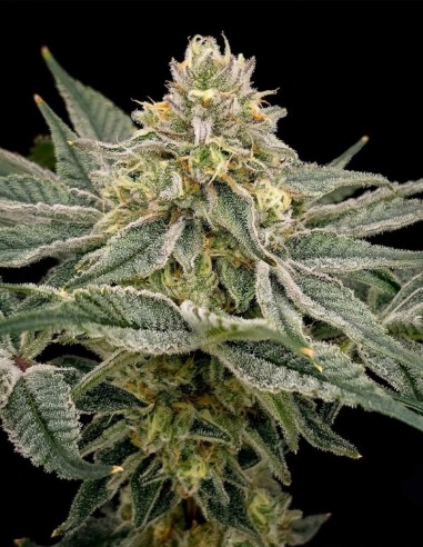LemonZi Regular Samen (Karma Genetics) 🍋 Süße Zitrone