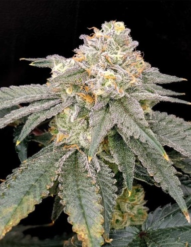 Gen Zi Regular Seeds (Karma Genetics) 🍬 Candy Flavor