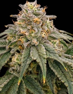 Semi ZiZi V3.0 Regular (Karma Genetics) 🍬 Profilo Caramella