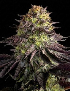 Orange Milano Seeds (Karma Genetics) 🍊 Citrus Flavor Hit
