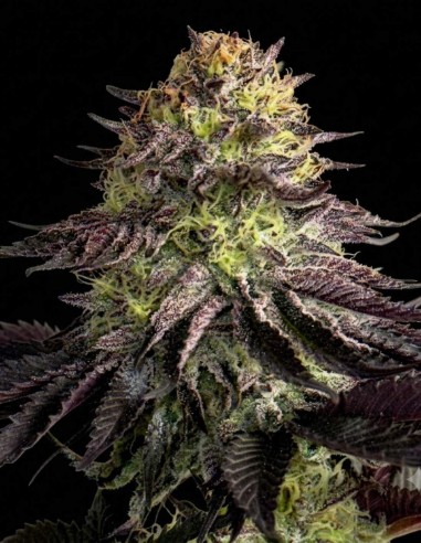 Orange Milano Seeds (Karma Genetics) 🍊 Citrus Flavor Hit
