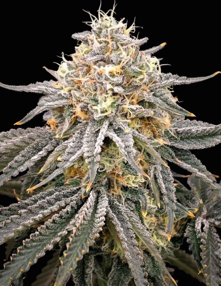 Zirop Regular Samen (Karma Genetics) 🍓 Hoher Ertrag