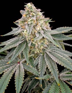 Payazi Regular Seeds (Karma Genetics) 🌴 Sweet Tropical