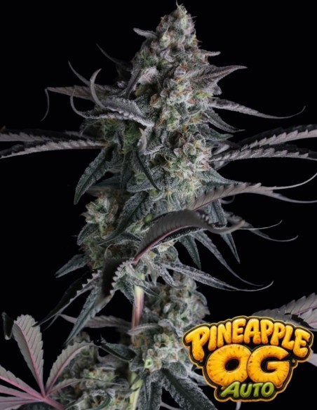 Semillas Pineapple OG Auto (FastBuds Seeds) 🌴 Tropical XXL