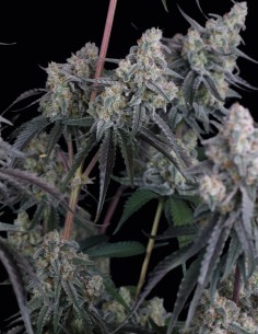 Pineapple OG Auto Seeds (FastBuds Seeds) 🌴 Tropical XXL 2