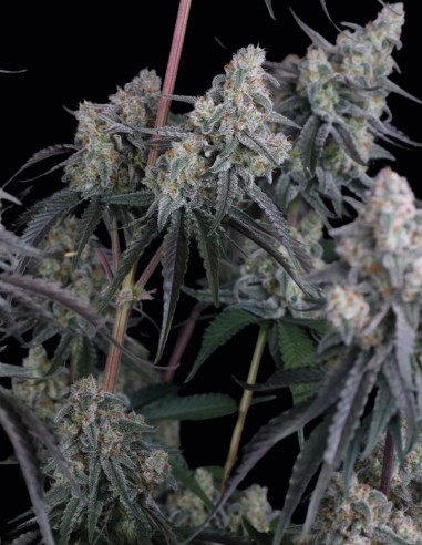 Semillas Pineapple OG Auto (FastBuds Seeds) 🌴 Tropical XXL