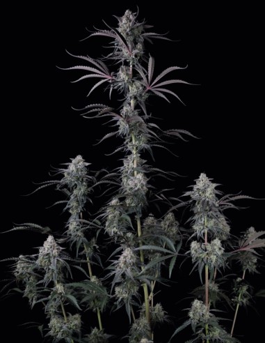 Semillas Pineapple OG Auto (FastBuds Seeds) 🌴 Tropical XXL