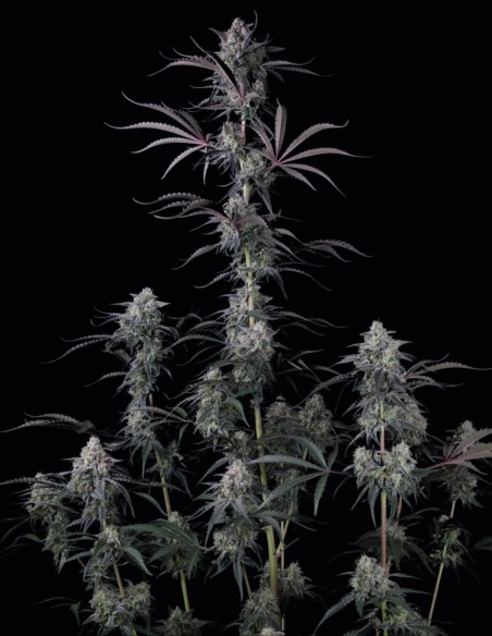 Semillas Pineapple OG Auto (FastBuds Seeds) 🌴 Tropical XXL