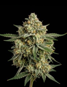 Great White Shark Regular Seeds (Bulk Legacy) 🍋 Citrus Flavor