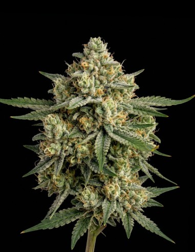 Great White Shark Regular Samen (Bulk Legacy) 🍋 Zitrusgeschmack
