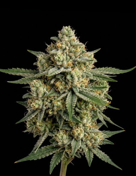 Great White Shark Regular Samen (Bulk Legacy) 🍋 Zitrusgeschmack