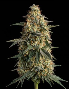 Semi Nepal Regular (Bulk Legacy) ⚡ Sballo energizzante
