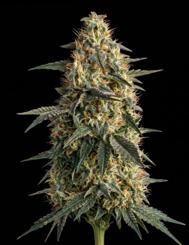 Semi Nepal Regular (Bulk Legacy) ⚡ Sballo energizzante