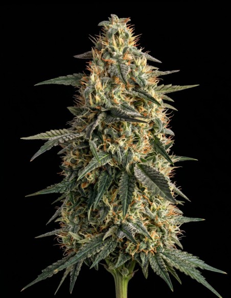 Semi Nepal Regular (Bulk Legacy) ⚡ Sballo energizzante
