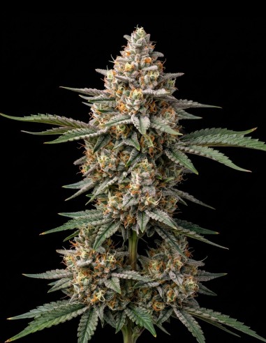 OG Kush Regular Samen (Bulk Legacy) 🔥 Intensiver Fuel-Geschmack