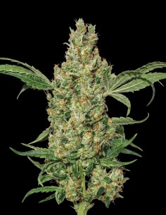 Power Plant Regular Samen (Bulk Legacy) ⚡ Energetischer High