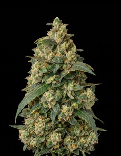 Graines Somago Regular (Bulk Legacy) 🥭 Saveur mangue